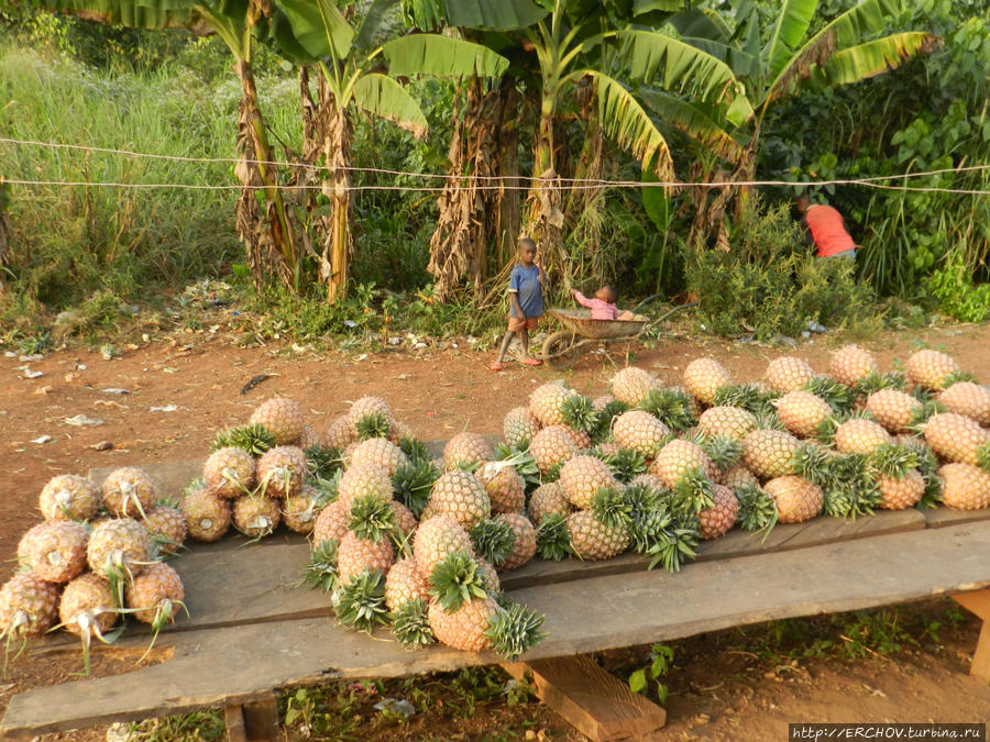 Вывоз фруктов из Камеруна Яунде, Камерун