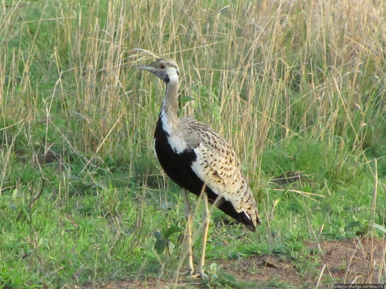 Парк Hluhluwe Imfolozi Game Reserve Шлушлуве-Умфолози Национальный Парк, ЮАР