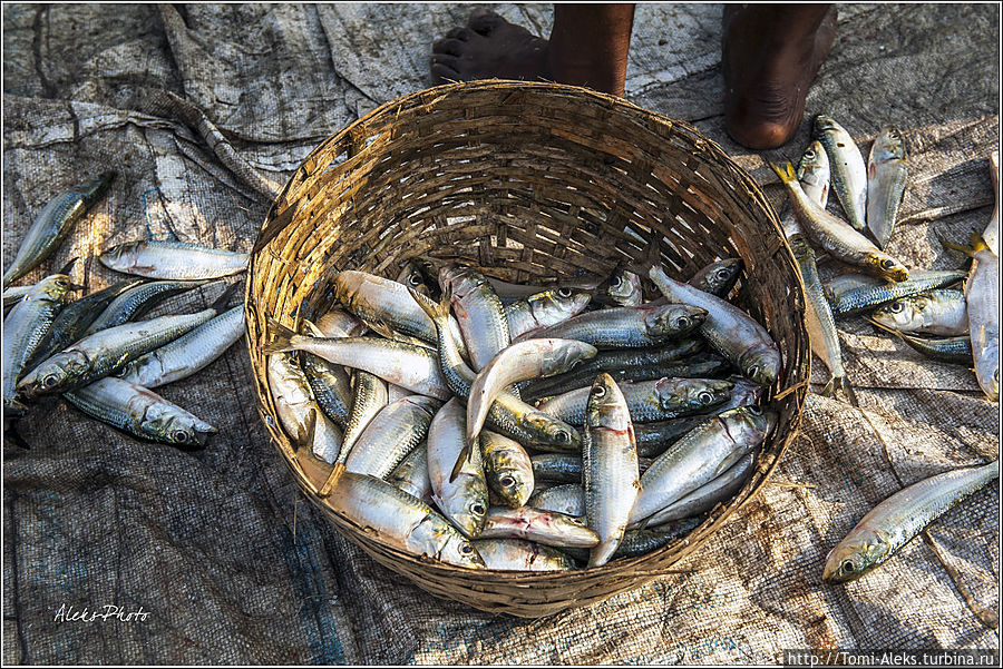 И вот из-за этой рыбешки весь сыр-бор?
*