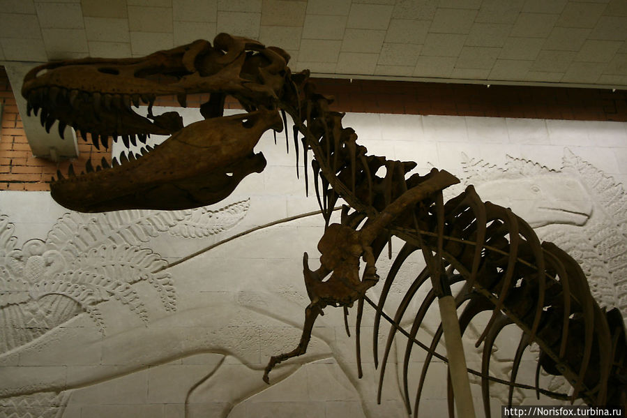 Скелет хищного динозавра Терапода Тарбозавра. Поздний мел — ок. 70 млн. лет назад.Монголия
