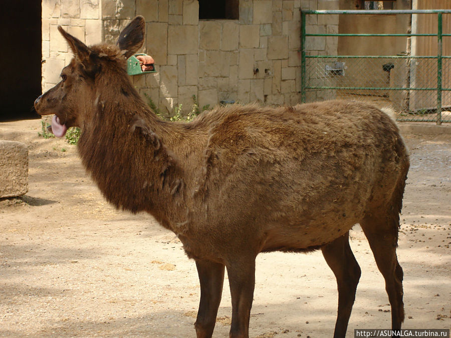 Зоопарк в Барселоне (Barcelona Zoo) находится практически в центре города. Это одно из популярных и наиболее часто посещаемых мест в Барселоне. Замечательный вариант отдыха для всей семьи. Здесь содержится около 8000 животных и более 400 видов со всех континентов земного шара. К радости и детей, и взрослых, в зоопарке представлены веселые и игривые детеныши диких кошек... Барселона, Испания