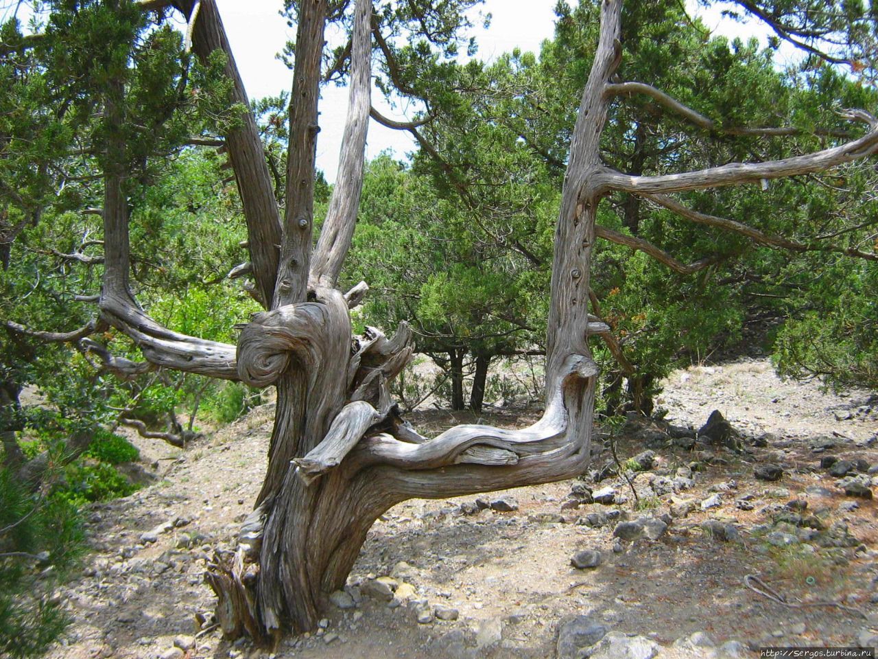 безжалостный ветер скрутил дерево, как уборщица мокрую половую тряпку Республика Крым, Россия
