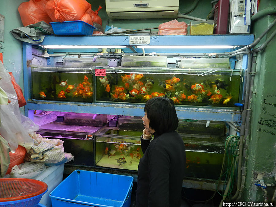Рынок золотых рыбок Коулун, Гонконг
