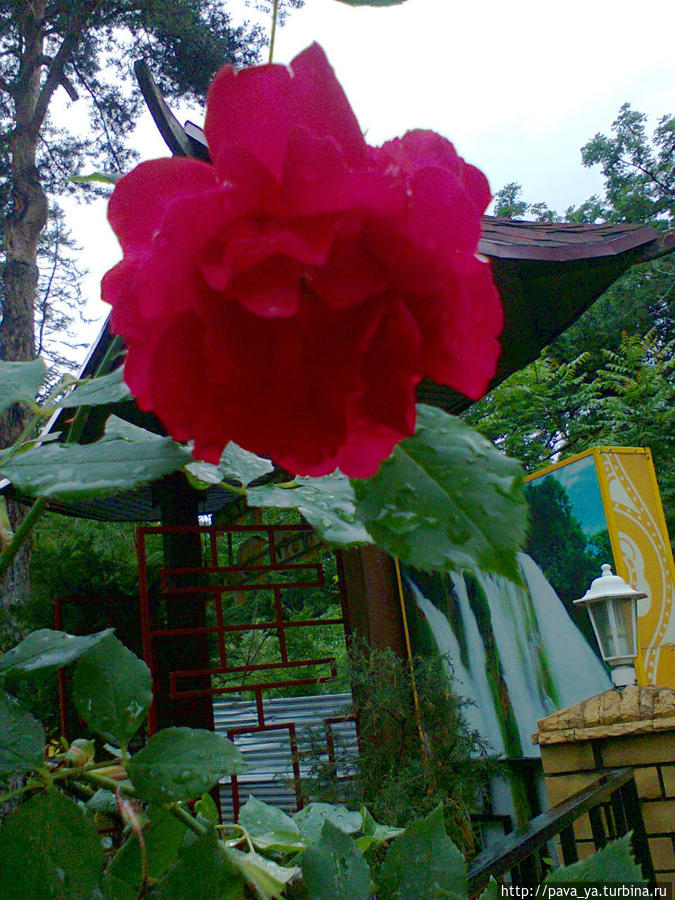 Вьющаяся роза Кисловодск, Россия