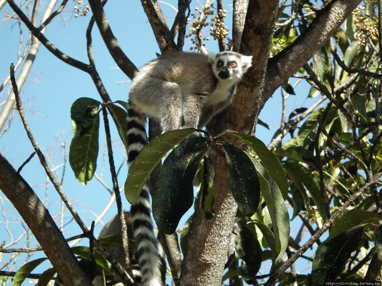 Природный парк Анджа Амбалавау, Мадагаскар