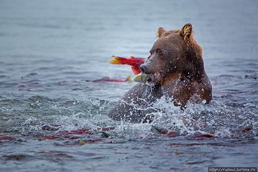 Камчатка. Земля медведей Кроноцкий Биосферный Заповедник, Россия