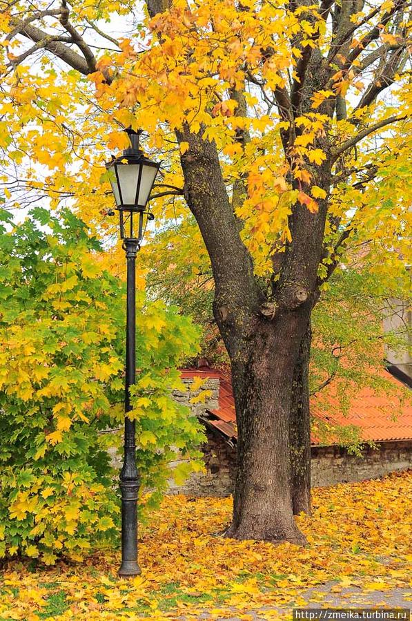 В этом году заметила, что очень много фотографирую фонари) Таллин, Эстония