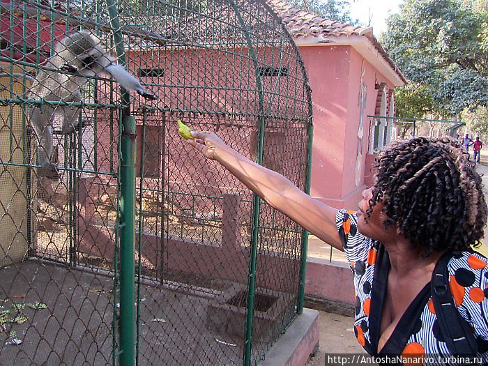 Макаку, держи банан!