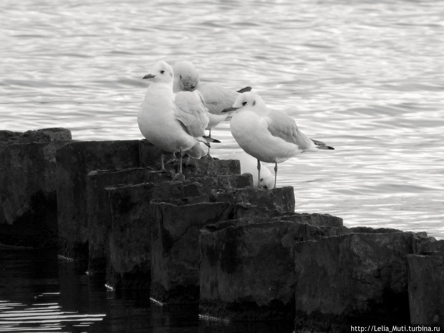Чайки в Челябинске...