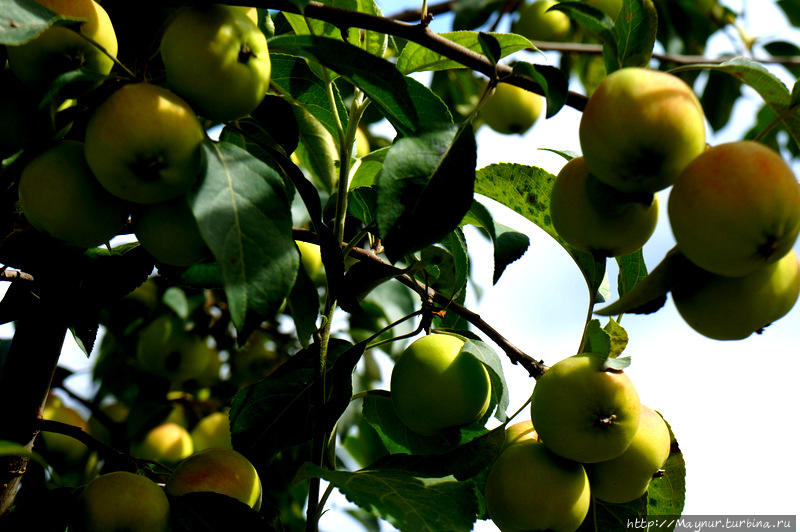 Преддверие  осени... Южно-Сахалинск, Россия