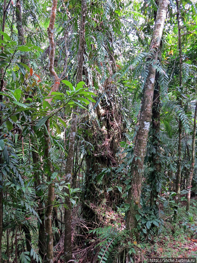 но некоторые деревья реально в объектив не помещаются Эль Юнке Национальный Лес, Пуэрто-Рико