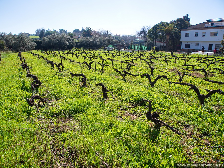 8 марта, вино и виноград Кордова, Испания