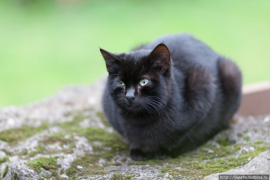 А это кошки президента ассоциации Азорских Кинт, о котором я ещё обязательно расскажу