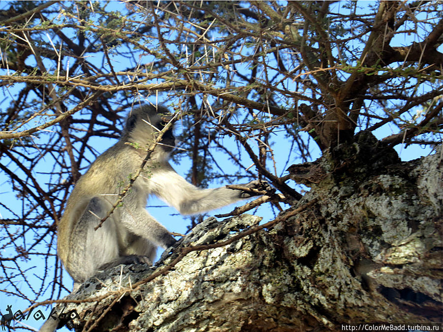 Vervet Monkey. порода такая Танзания