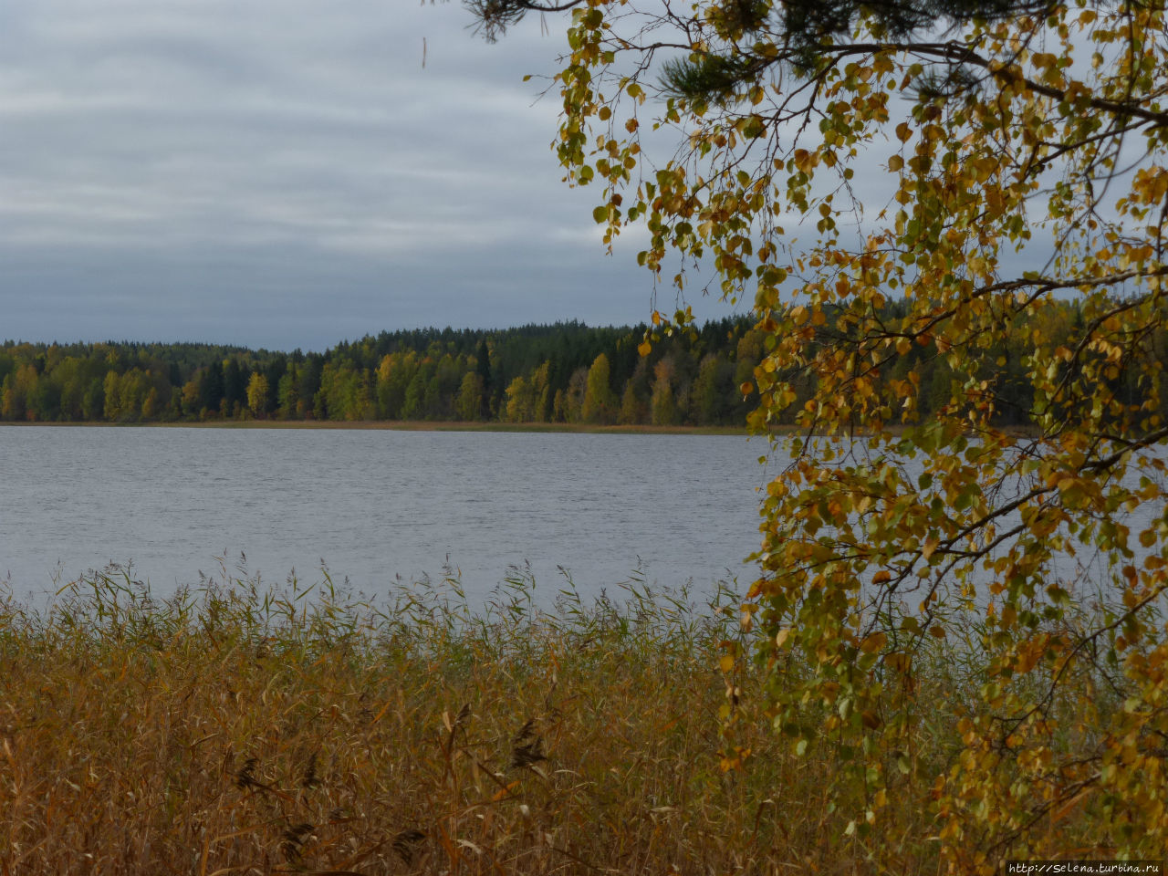 золотая осень на озере Вяртсиля, Россия