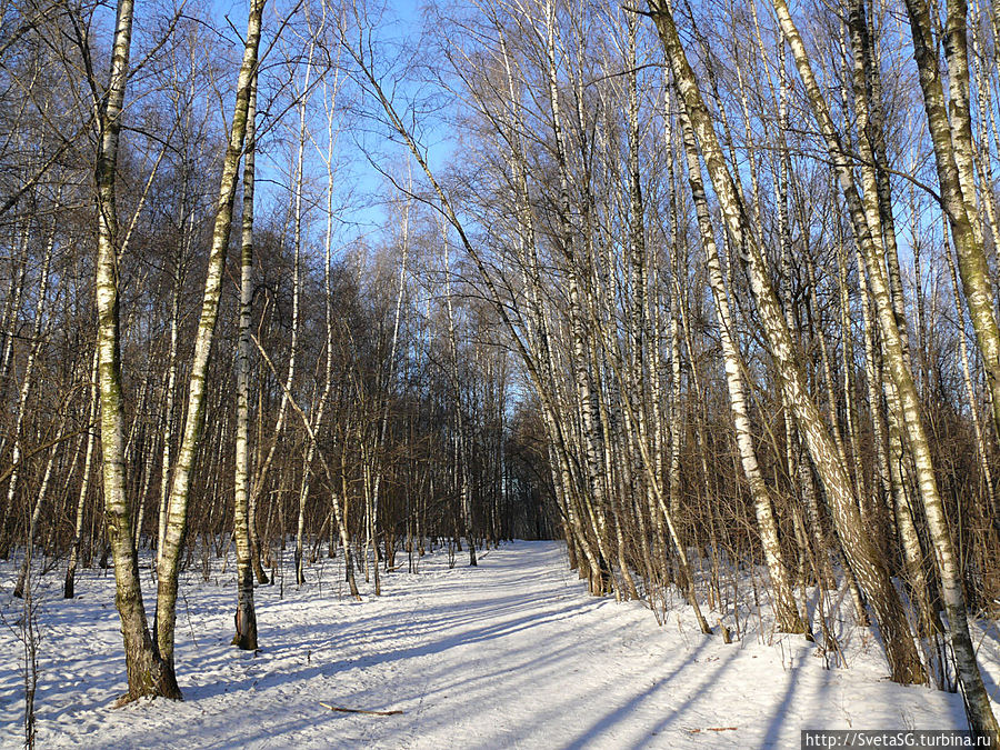 Москва. Ясенево — лес, снег, белки, собаки Москва, Россия
