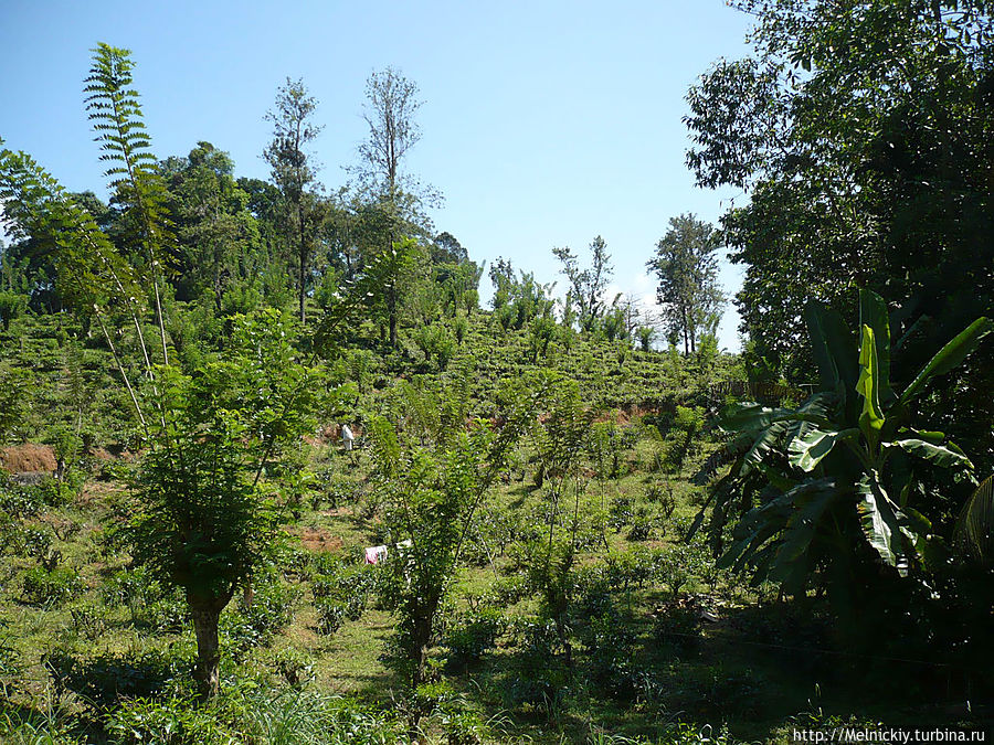 Прогулка по чайной плантации и цейлонское чаепитие Центральная провинция, Шри-Ланка