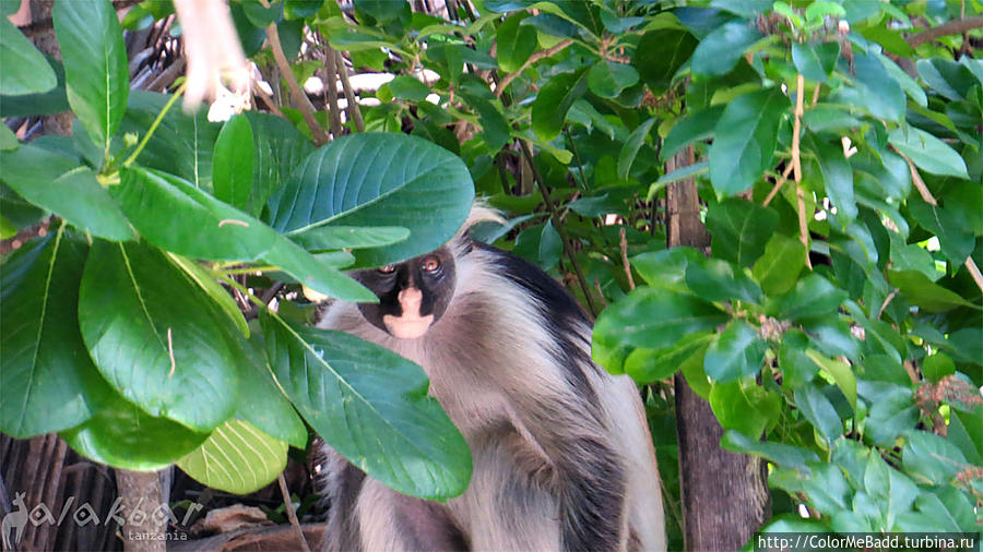 говорят эта порода обезьян обитает только на острове Занзибар — Colobus (Red monkey) Танзания