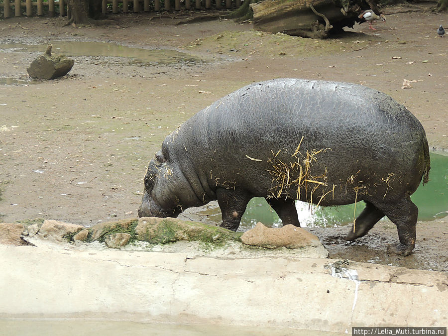 Zoo Roma Рим, Италия