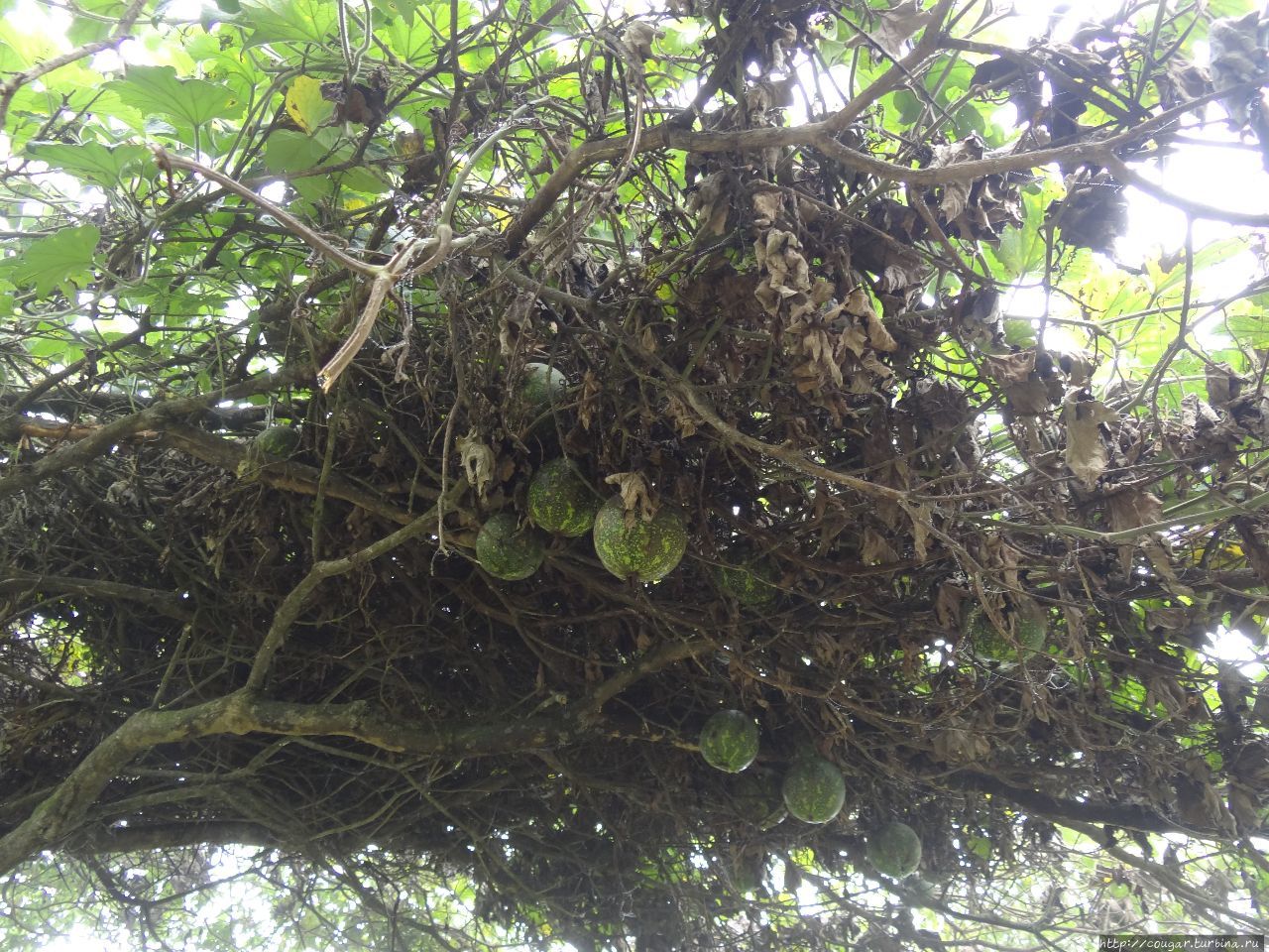 Дикие арбузы над тропой, несьедобные  из-за горечи. По словам гида, местные используют их для лечения кур от птичьего гриппа. Моши, Танзания