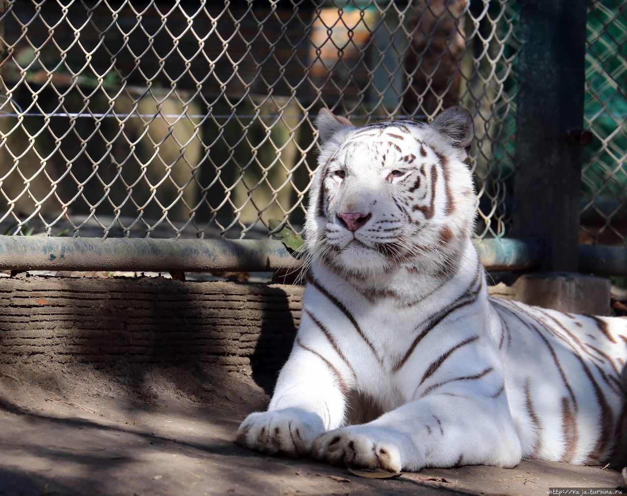 Белый Бенгальский Тигр Чиангмай, Таиланд