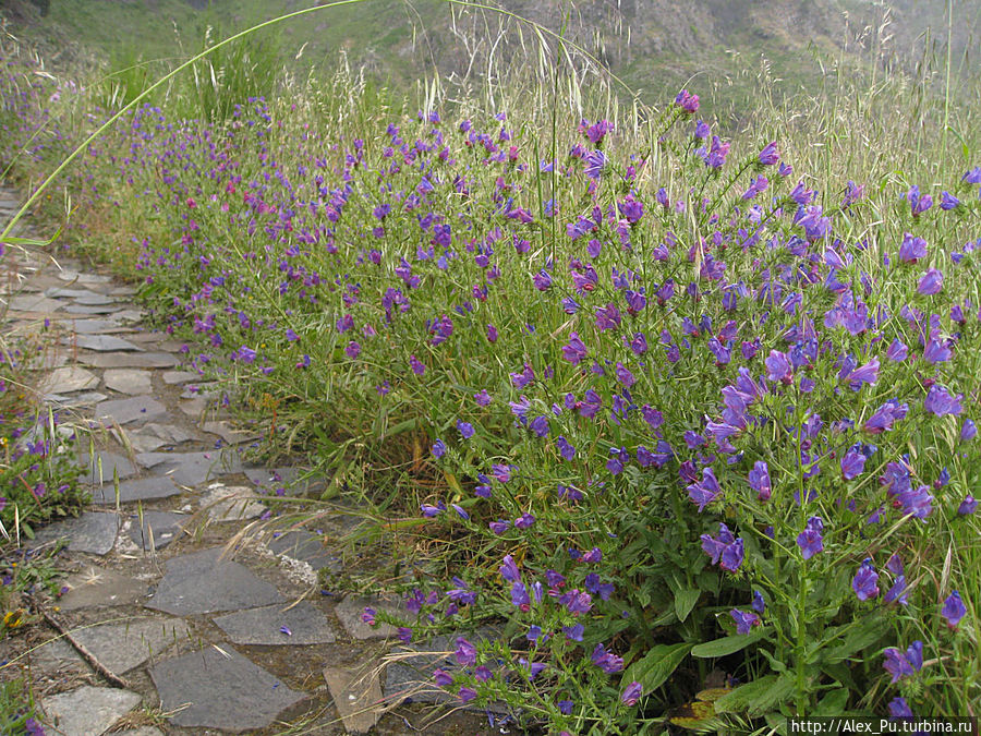 вымощенная тропа