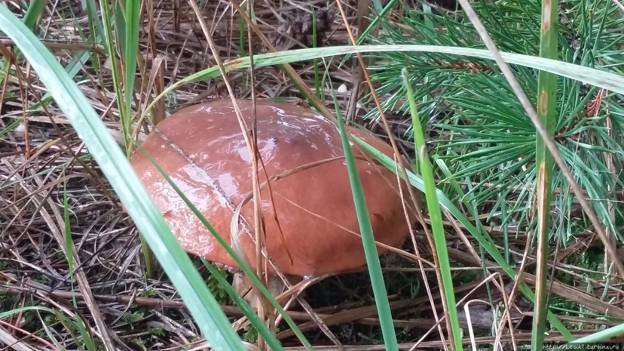 По грибы Москва и Московская область, Россия