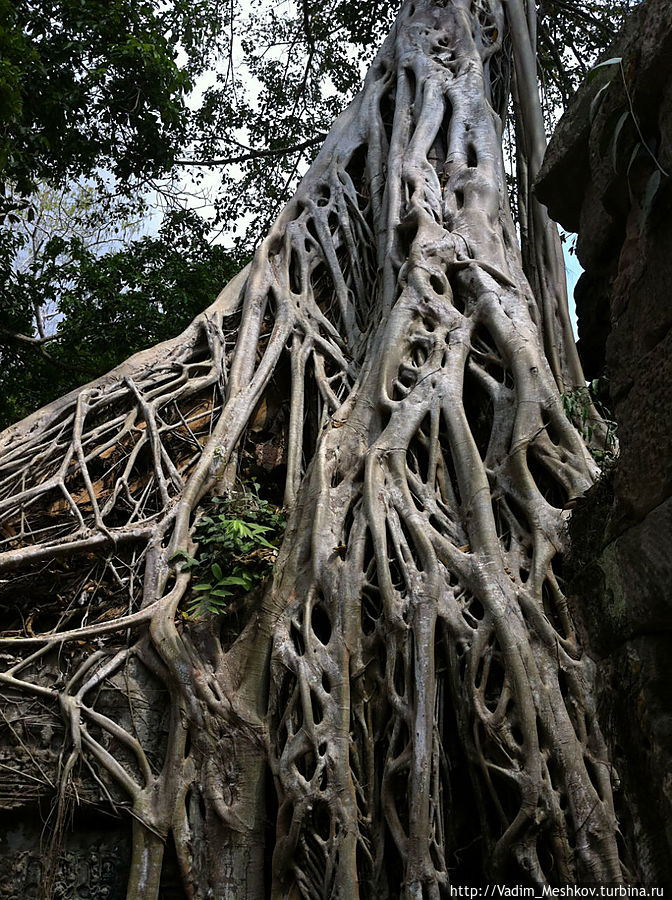 Фикусы Баньяны. 
Прозваны камбоджийцами Деревом имени Анджелины Джоли после съемок в данном месте фильма 