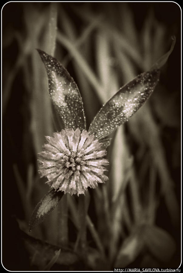 Иван да Марья Ивангород, Россия