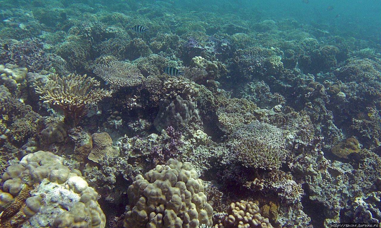 Коралловые сады залива Таджура Регион Арта, Джибути