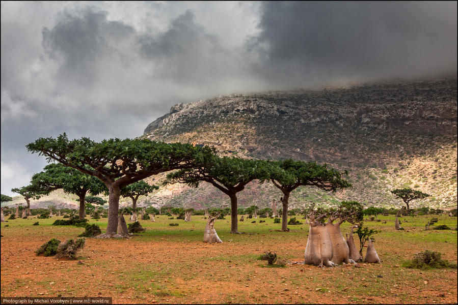 Бутылочные деревья являются одними из самых известных достопримечательностей этого уникального места. Сокотранский адениум или же бутылочное дерево растет только на Сокотре. Остров Сокотра, Йемен