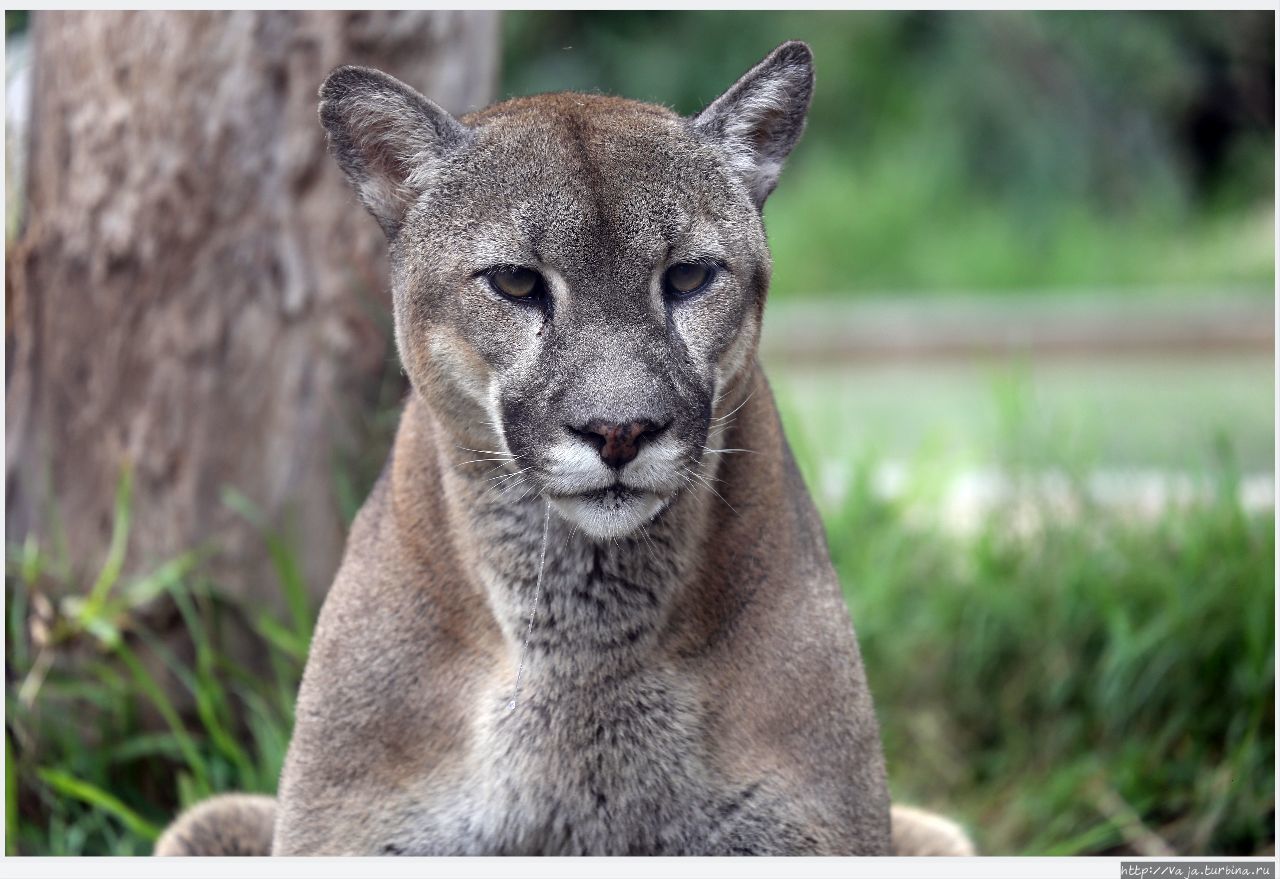 Зоопарк Лимы. Перу Лима, Перу