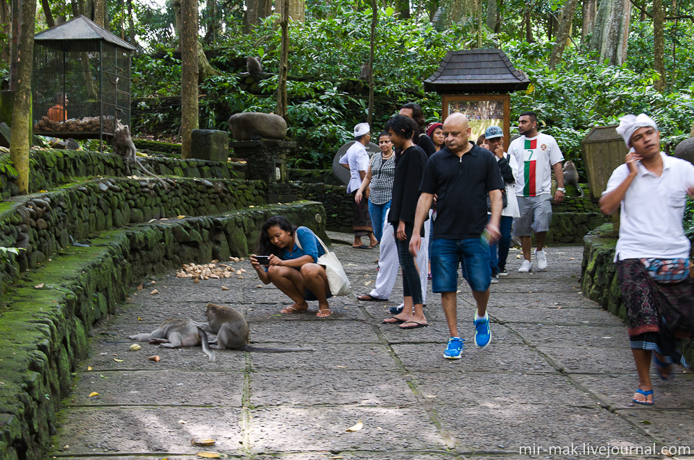 Прямо со входа и начинается общение людей с приматами. Убуд, Индонезия