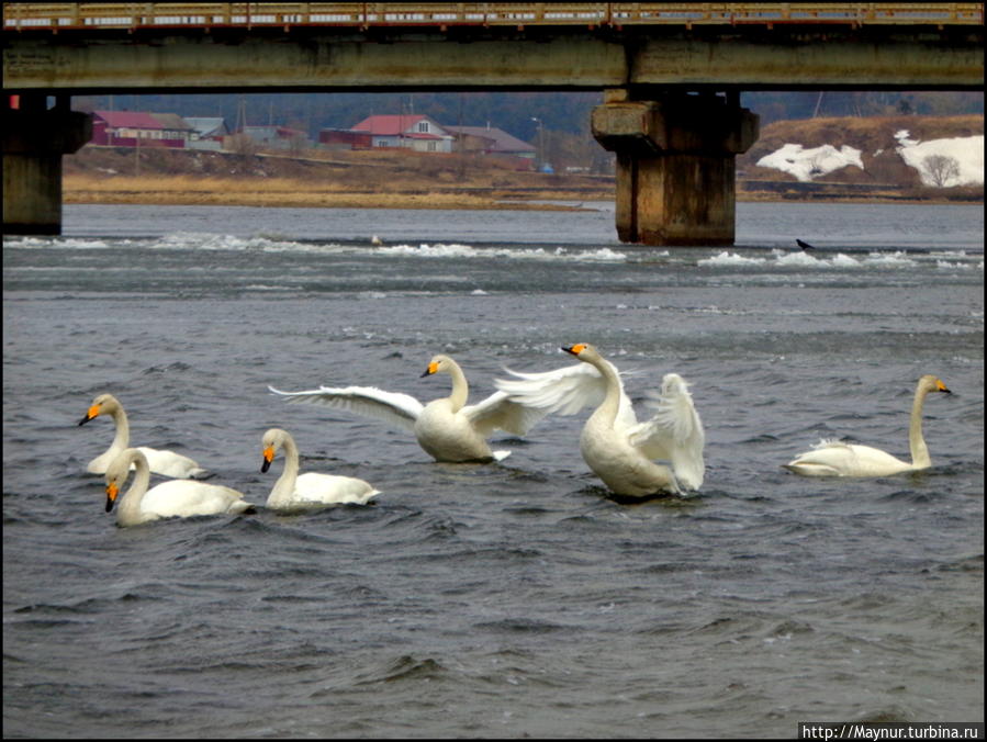 Пусть  летят  по  небу  лебеди... Южно-Сахалинск, Россия