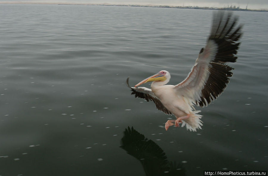Пеликаны, тюлени, устрицы и прочая живность Китовой бухты Уолфиш-Бей, Намибия