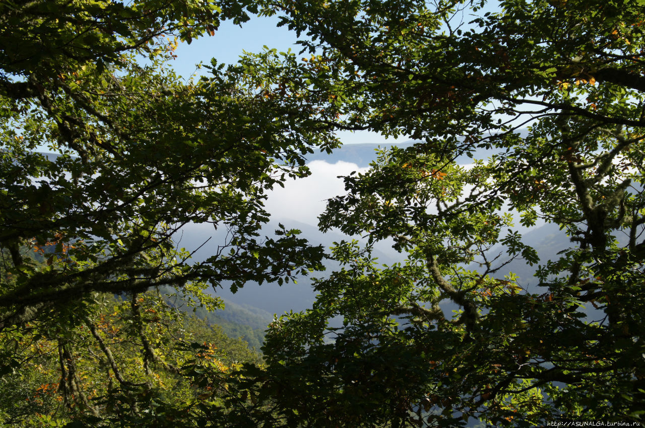 Настоящий густой смешанный лес Муниeйос, один из лучших на всем Пиренейском полуострове.В лесу растут березы, дубы и ели. Правда, чтобы пойти гулять по Муниейос, нужно позаботиться об этом заранее — за день в лес пускают всего 20 человек. Но ожидание того стоит.Лес находится в автономии Астурия, между реками Нарсеа и Ибиас, и окружен горными пиками Муниэльос, Вальдебойс и  Ла-Вильелья. Он простирается на 56 кв. км и признан самым большим дубовым лесом полуострова и природным заповедником. Муниэйос Заповедник, Испания