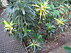 Кротон пёстрый, форма лопастная —  Сodiaeum variegatum  lobatum