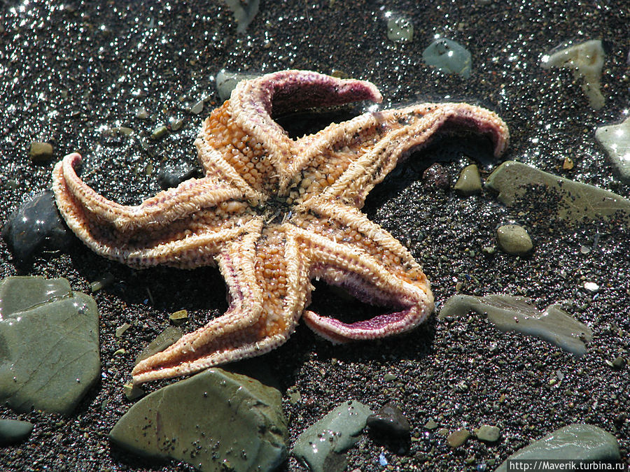 Морская тихоокеанская звезда. Камчатский край, Россия