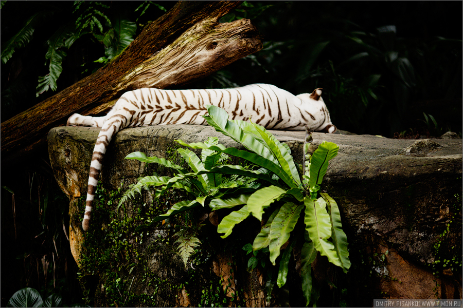 Гордость зоопарка — белые тигры. Один демонстрировал полное презрение к тому что происходило в округе. Сингапур (город-государство)