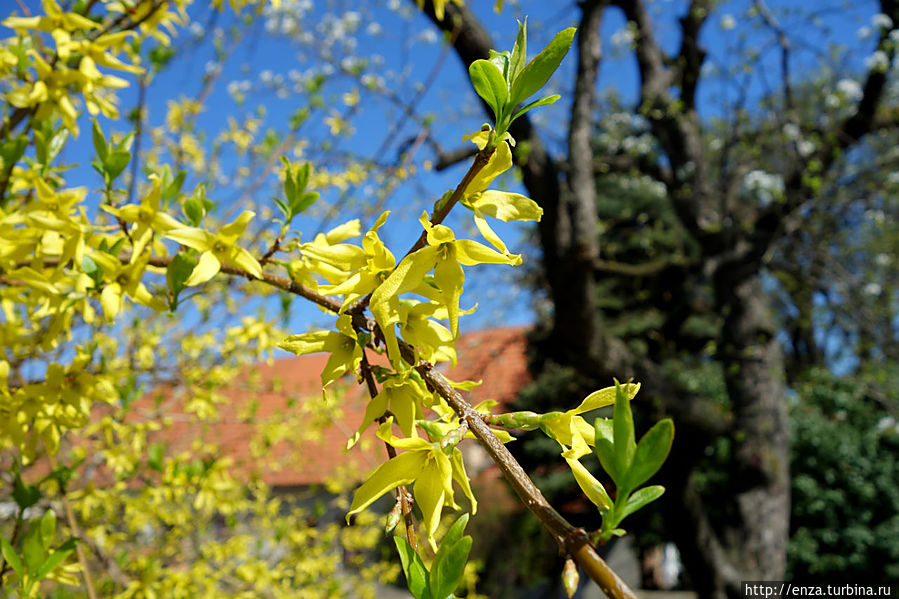 Весна в сербии