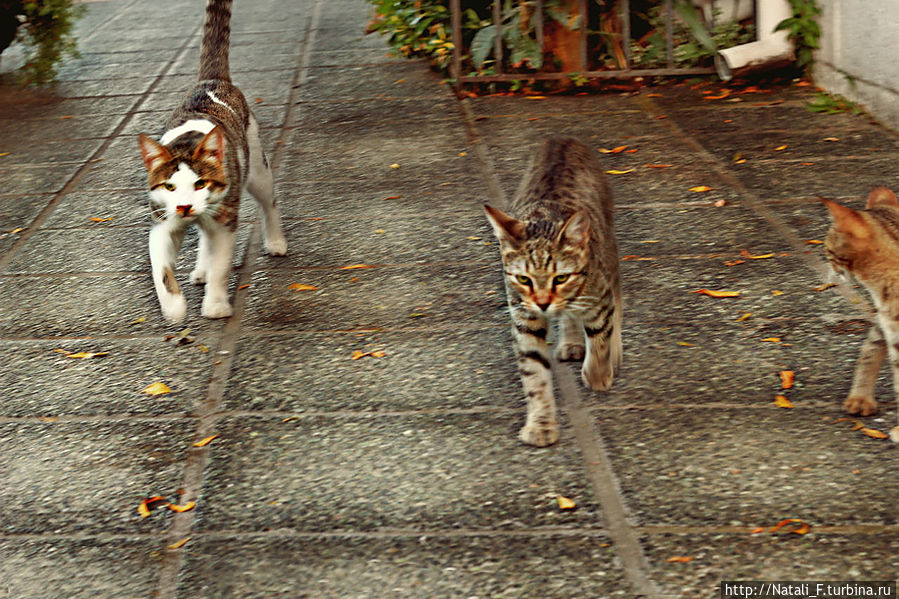 Вот эти милые создания уже идут, например, организовано за своим вознагражением. И судя по мордам, настроены очень решительно :)