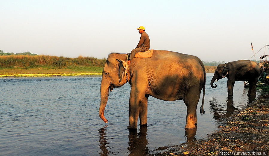 Рано утром всех слонов ведут на водопой Читван Национальный Парк, Непал