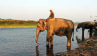 Рано утром всех слонов ведут на водопой