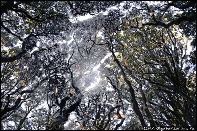 Лесные истории Филиппины