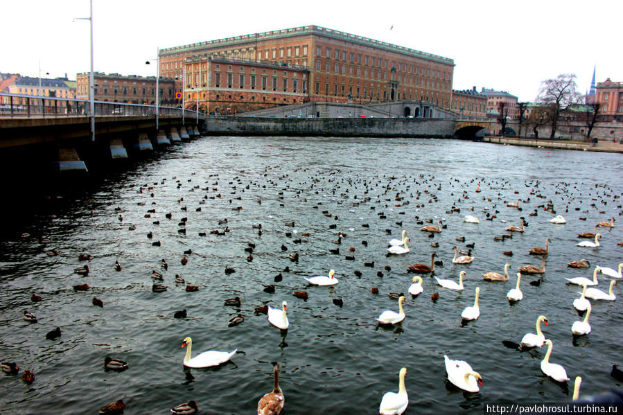 Рабочая городская резиденция короля Швеции и много разных  птиц Стокгольм, Швеция