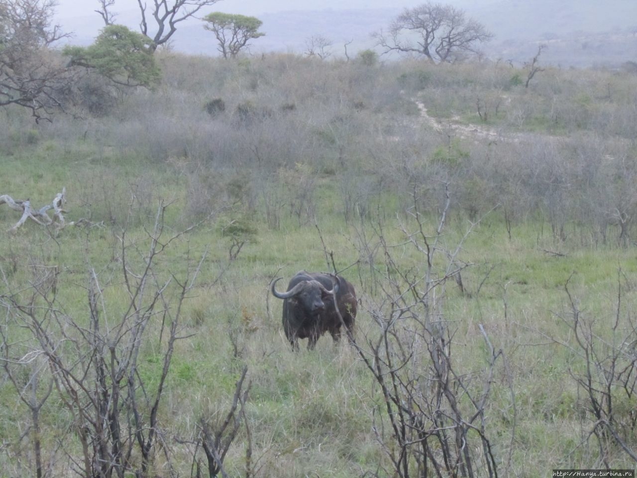 Парк Hluhluwe Imfolozi Game Reserve Шлушлуве-Умфолози Национальный Парк, ЮАР