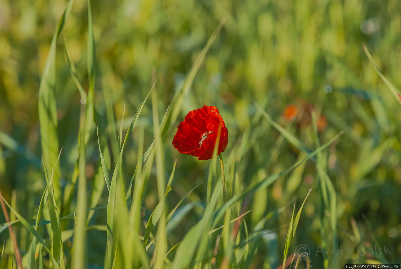 Маковое поле у фермерского дома в Испании Испания