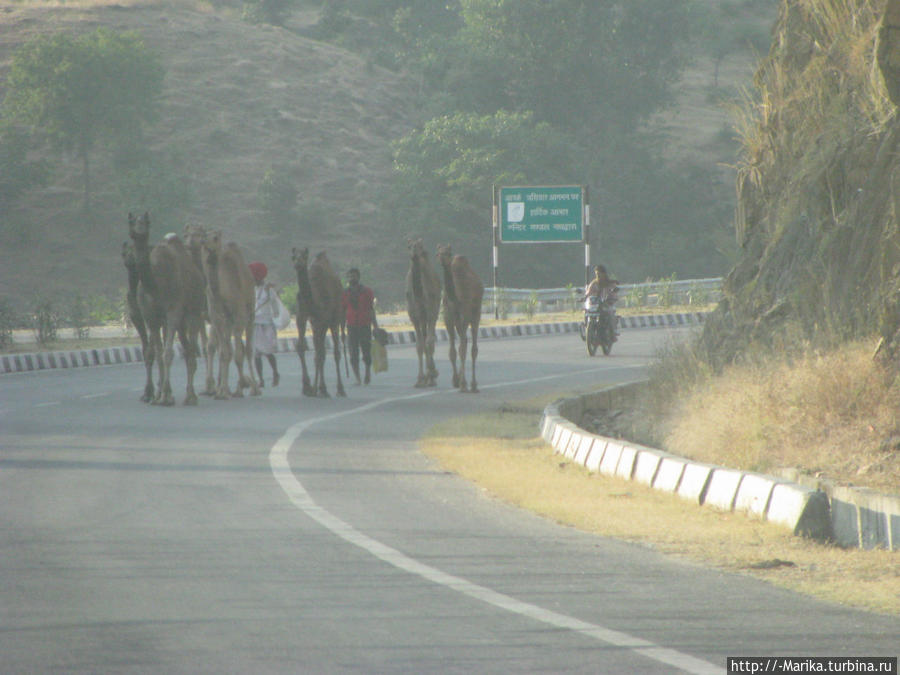 На дорогах, Раджастан, Индия Индия