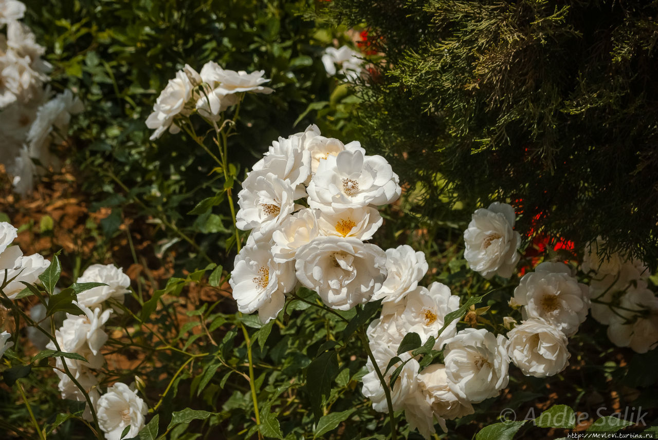 Мечеть и комплекс Вакиль (Masdjed-e Wakil). Шираз, Иран