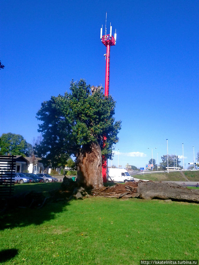 Тысячелетний дуб